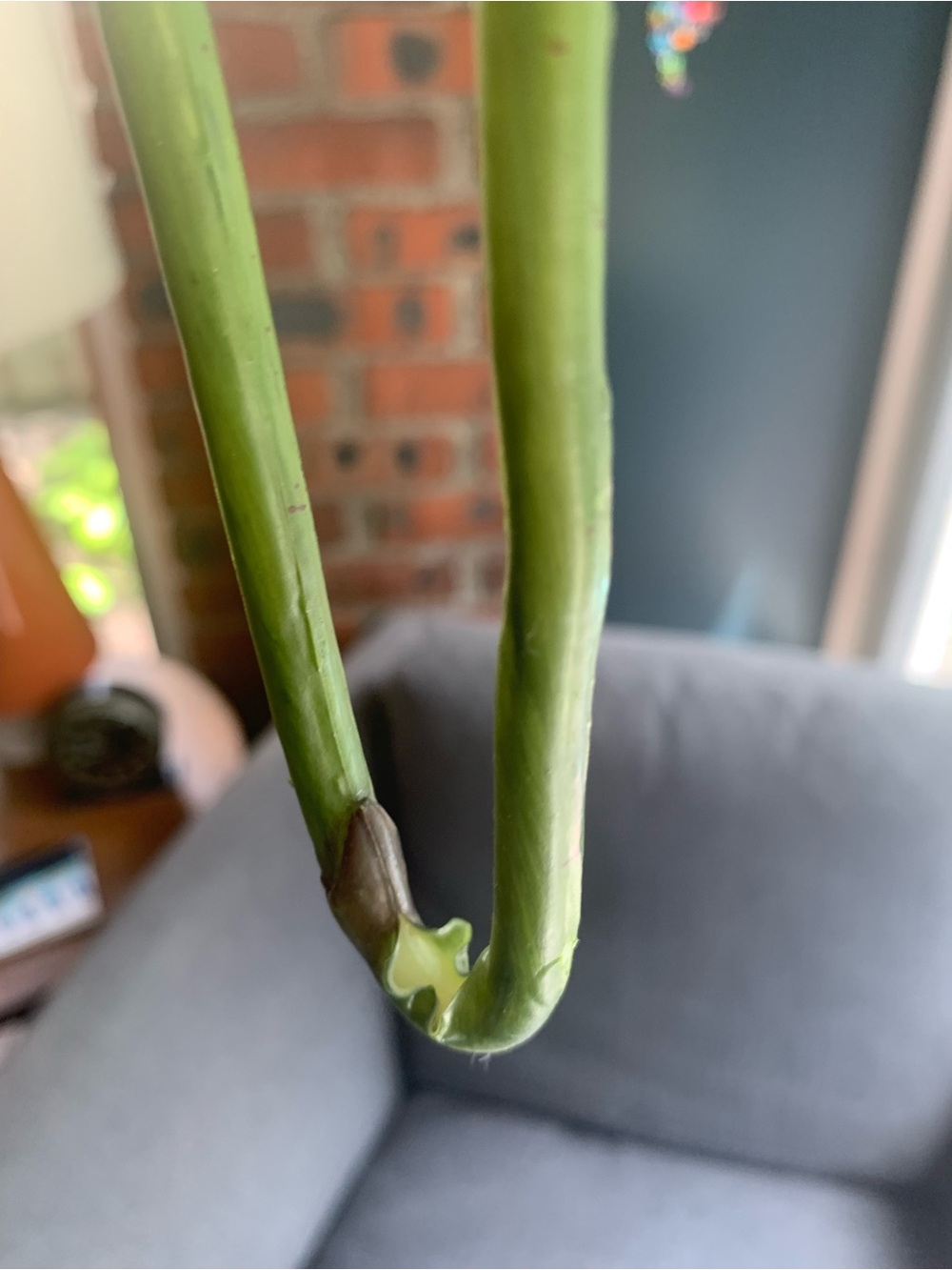 Crate & Barrel Faux Orchid Stem - Picture 6 of 6